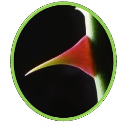 thorn